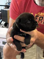 Cane Corso - Light Green Collar Black, a male Cane Corso for sale in Reevesville, SC – 2 of 10