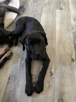 Rotticorso - Gray Collar Brindle Female, a female Rottweiler and Cane Corso for sale in Reevesville, SC – 7 of 10