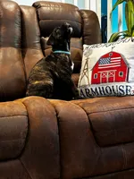 Cane Corso - Atlas - Light Blue Collar Black Brindle, a male Cane Corso for sale in Reevesville, SC – 2 of 7