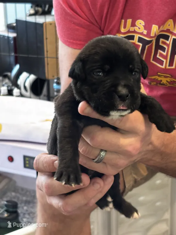 Cane Corso - Purple Collar Black – Cane Corso puppy for sale in Reevesville, SC