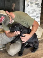 Rotticorso - Red Collar Black Female, a female Rottweiler and Cane Corso for sale in Reevesville, SC – 2 of 10