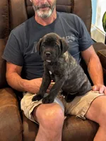 Cane Corso - Havoc - Dark Blue Collar Black Brindle, a male Cane Corso for sale in Reevesville, SC – 5 of 7