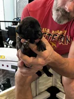 Cane Corso - Light Blue Collar Black Brindle, a male Cane Corso for sale in Reevesville, SC – 4 of 10