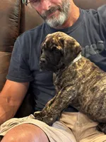 Cane Corso - Thor - Gray Collar Cream Brindle, a male Cane Corso for sale in Reevesville, SC – 6 of 7