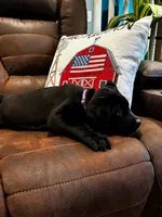 Cane Corso - Blitz - Purple Collar Black, a female Cane Corso for sale in Reevesville, SC – 5 of 7