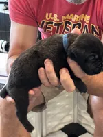 Cane Corso - Dark Blue Collar Black Brindle, a male Cane Corso for sale in Reevesville, SC – 7 of 10