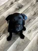 Rotticorso - Red Collar Black Female, a female Rottweiler and Cane Corso for sale in Reevesville, SC – 6 of 10