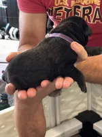 Cane Corso - Purple Collar Black, a female Cane Corso for sale in Reevesville, SC – 5 of 10
