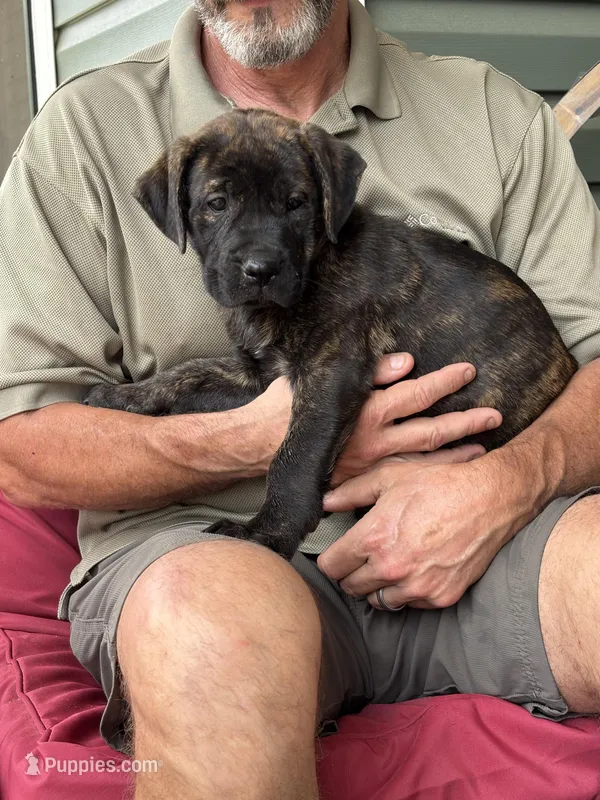 Rotticorso - Orange Collar Brindle Female – Rottweiler, Cane Corso puppy for sale in Reevesville, SC