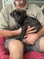 Rotticorso - Orange Collar Brindle Female, a female Rottweiler and Cane Corso for sale in Reevesville, SC – Photo 1 of 4