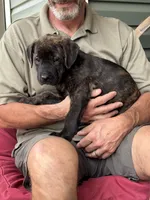 Rotticorso - Orange Collar Brindle Female, a female Rottweiler and Cane Corso for sale in Reevesville, SC – Photo 2 of 4