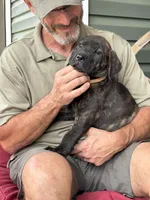 Rotticorso - Orange Collar Brindle Female, a female Rottweiler and Cane Corso for sale in Reevesville, SC – Photo 4 of 4