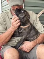 Rotticorso - Orange Collar Brindle Female, a female Rottweiler and Cane Corso for sale in Reevesville, SC – Photo 3 of 4