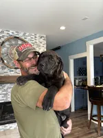 Rotticorso - Gray Collar Brindle Female, a female Rottweiler and Cane Corso for sale in Reevesville, SC – 4 of 10