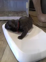 Sakura , a female Rottweiler and Cane Corso for sale in Reevesville, SC – 2 of 3
