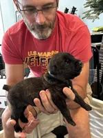 Cane Corso - Light Blue Collar Black Brindle, a male Cane Corso for sale in Reevesville, SC – 8 of 10