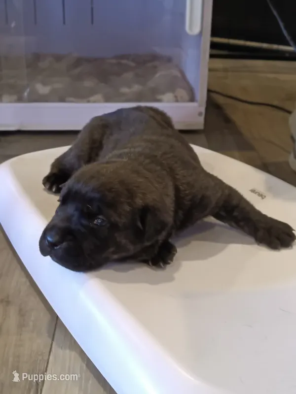 Kiko  – Rottweiler, Cane Corso puppy for sale in Reevesville, SC