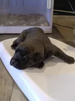 Kiko , a female Rottweiler and Cane Corso for sale in Reevesville, SC – 1 of 3
