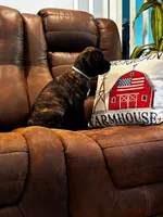 Cane Corso - Atlas - Light Blue Collar Black Brindle, a male Cane Corso for sale in Reevesville, SC – 6 of 7