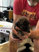 Cane Corso - Gray Collar Cream Brindle, a male Cane Corso for sale in Reevesville, SC – 3 of 10