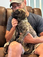 Cane Corso - Thor - Gray Collar Cream Brindle, a male Cane Corso for sale in Reevesville, SC – 7 of 7