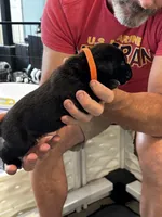 Cane Corso - Orange Collar Black, a male Cane Corso for sale in Reevesville, SC – 8 of 10