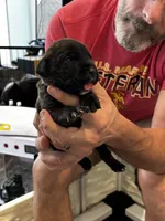 Cane Corso - Light Blue Collar Black Brindle, a male Cane Corso for sale in Reevesville, SC – 3 of 10