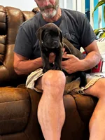 Cane Corso - Titan - Light Green Collar Black, a male Cane Corso for sale in Reevesville, SC – 2 of 7