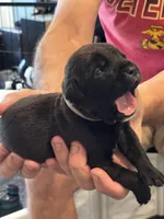 Cane Corso - Light Pink Collar Black, a female Cane Corso for sale in Reevesville, SC – 4 of 10