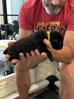 Cane Corso - Light Green Collar Black, a male Cane Corso for sale in Reevesville, SC – 10 of 10