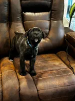 Cane Corso - Havoc - Dark Blue Collar Black Brindle, a male Cane Corso for sale in Reevesville, SC – 6 of 7