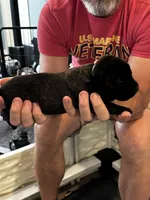 Cane Corso - Light Blue Collar Black Brindle, a male Cane Corso for sale in Reevesville, SC – 5 of 10