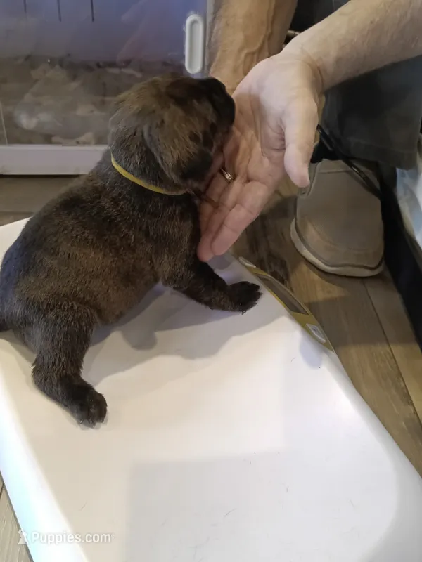 Katana  – Rottweiler, Cane Corso puppy for sale in Reevesville, SC