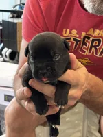Cane Corso - Light Green Collar Black, a male Cane Corso for sale in Reevesville, SC – 1 of 10