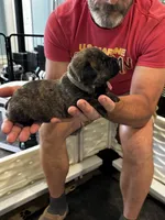 Cane Corso - Gray Collar Cream Brindle, a male Cane Corso for sale in Reevesville, SC – 7 of 10