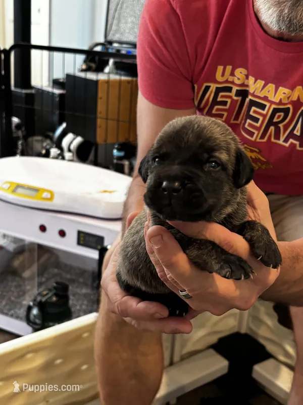 Cane Corso - Gray Collar Cream Brindle – Cane Corso puppy for sale in Reevesville, SC