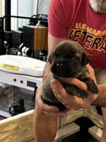 Cane Corso - Gray Collar Cream Brindle, a male Cane Corso for sale in Reevesville, SC – 1 of 10