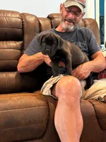 Cane Corso - Titan - Light Green Collar Black, a male Cane Corso for sale in Reevesville, SC – 4 of 7