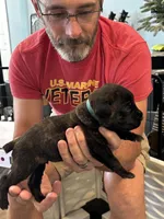 Cane Corso - Light Blue Collar Black Brindle, a male Cane Corso for sale in Reevesville, SC – 10 of 10