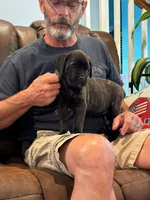 Cane Corso - Cricket - Dark Pink Collar Black Brindle, a female Cane Corso for sale in Reevesville, SC – 4 of 6