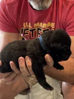 Cane Corso - Dark Blue Collar Black Brindle, a male Cane Corso for sale in Reevesville, SC – 8 of 10
