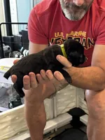 Cane Corso - Light Green Collar Black, a male Cane Corso for sale in Reevesville, SC – 9 of 10