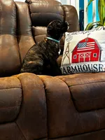 Cane Corso - Atlas - Light Blue Collar Black Brindle, a male Cane Corso for sale in Reevesville, SC – 3 of 7
