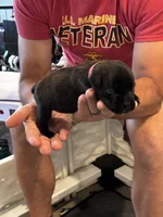 Cane Corso - Dark Pink Collar Black Brindle, a female Cane Corso for sale in Reevesville, SC – 8 of 10