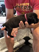 Cane Corso - Dark Pink Collar Black Brindle, a female Cane Corso for sale in Reevesville, SC – 7 of 10
