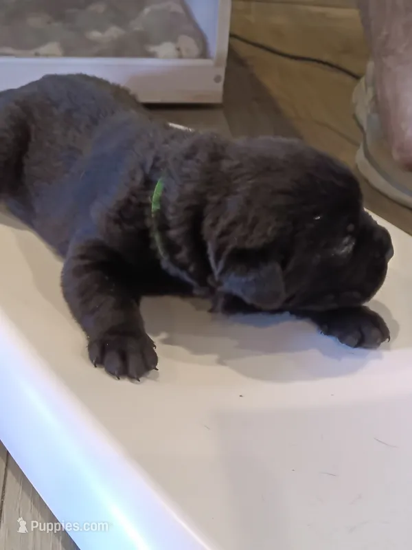 Kenzo – Rottweiler, Cane Corso puppy for sale in Reevesville, SC