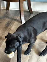 Rotticorso - Red Collar Black Female, a female Rottweiler and Cane Corso for sale in Reevesville, SC – 3 of 10