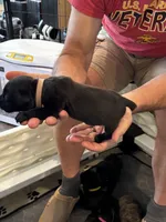 Cane Corso - Light Pink Collar Black, a female Cane Corso for sale in Reevesville, SC – 9 of 10