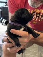Cane Corso - Purple Collar Black, a female Cane Corso for sale in Reevesville, SC – 4 of 10