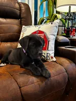Cane Corso - Blitz - Purple Collar Black, a female Cane Corso for sale in Reevesville, SC – 6 of 7